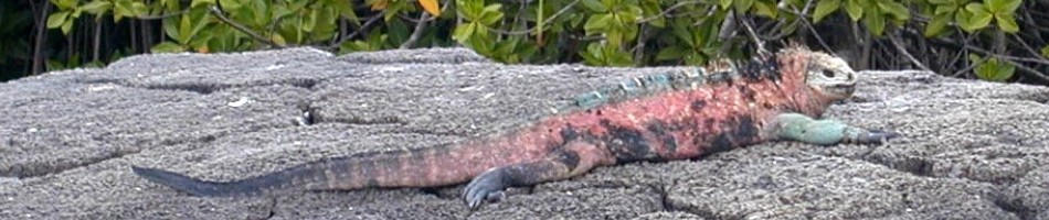 Irith and Roger's Travel Blog Rotating Header Image